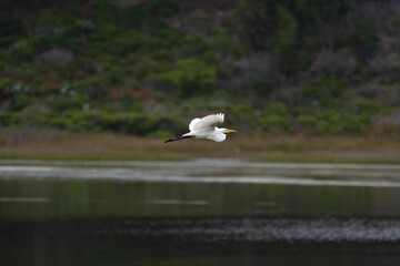 White great egret flying over the lake