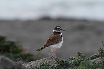 Closeup shot of the bird on the rock with a blurred background