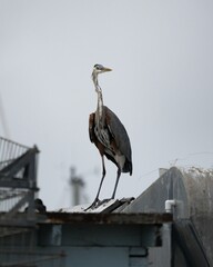Vertical shot of the grey egret standing on the rood