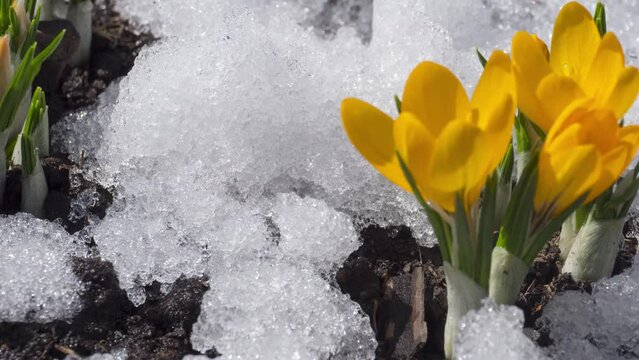 Time lapse footage, snow melting on a flower bed on a sunny spring day