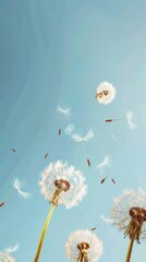 Dandelion blowing seeds and sky