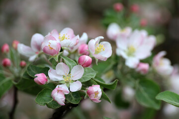 Apple blossom on a branch in spring garden. White pink flowers and buds with green leaves