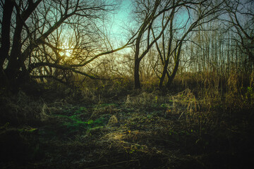 zarośla nad jeziorem lub rzeką z poplątanymi gałęziami © Henryk Niestrój