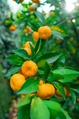 Mandarins ripened on the green tree branch in orchard
