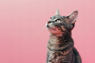 Portrait of a gray cat on a pink background, high quality, high resolution