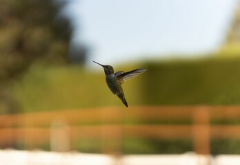 Close-up shot of a Black-chinned hummingbird flying on a blurred background