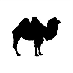 Wild bactrian camel silhouette isolated on white background. Bactrian camel icon vector illustration design.