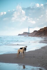 two dog looking into the distance on the beach and a lighthouse