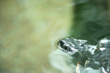 Closeup shot of a river turtle partially submerged in water, its head poking out above the surface