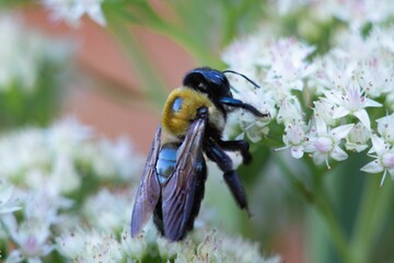 Closeup shot of a bee perched on a white flower in a natural outdoor setting