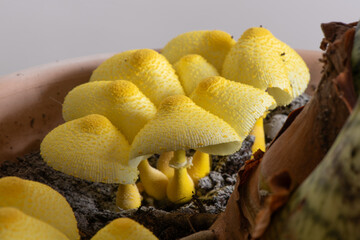 Leucocoprinus birnbaumii in a potted indoor plant