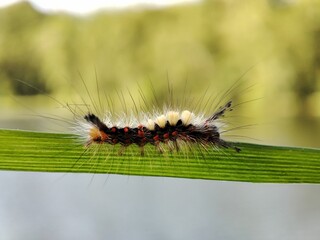Macro of a vibrant yellow caterpillar perched atop a thin green stem