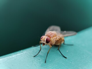 Macro of a small fly resting on a green surface with a blurred background