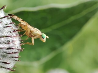 Macro shot of a small insect on the flower in garden