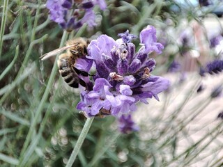 Macro of a bee hovering over purple flower in the garden