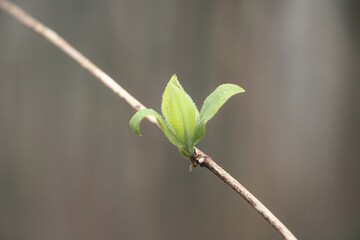 Macro shot of a vibrant, newly-grown leaf is beginning to sprout from a branch of a plant