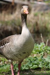 duck with an orange beak stands on the shore of a tranquil lake