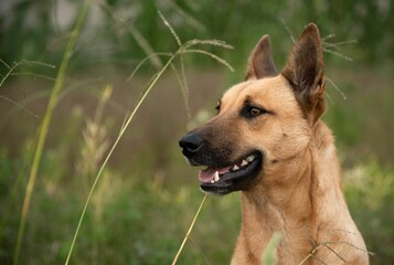 Brown Malinois dog standing amongst tall grass with its mouth open, enjoying the fresh air