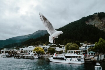 Seagull in flight against a backdrop of a seaside town, soaring majestically over the ocean