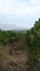 vines growing in an outdoor area in the middle of the desert