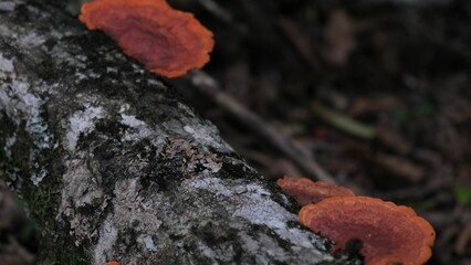 red funguss sit on a tree limb in the forest