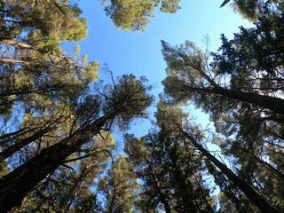 Scenic view of a lush forest canopy, with the bright sky visible through the trees