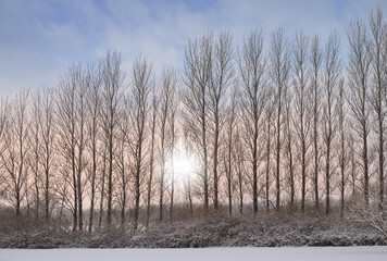 Nature, snow and trees in landscape, row and clouds in sky of environment, calm and space in forest. Morning, woods and winter in Canada, branches and texture of plants, earth and ice outdoor