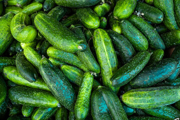  Fresh cucumber background. Green cucumbers