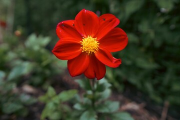 Vibrant red dahlia flower blooming in the center of lush green foliage