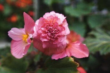Close-up shot of pink Camellia flowers with blurred background