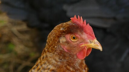 Brown-feathered rooster with a bright red beak against a lush forest