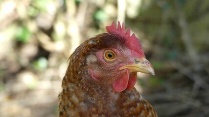 Brown-feathered rooster with a bright red beak against a lush forest