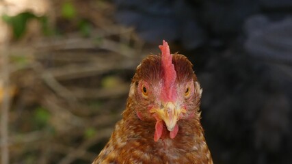 Brown-feathered rooster with a bright red beak against a lush forest