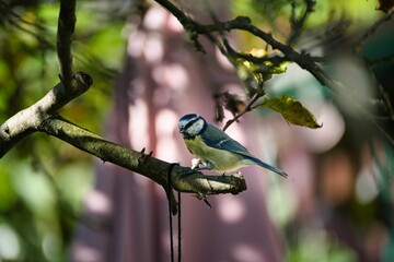 Small blue tit perched on a tree branch surveys its surroundings, searching for its next meal