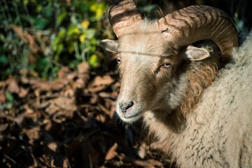 Majestic ram, featuring two impressive curved horns, stands in a lush greenery