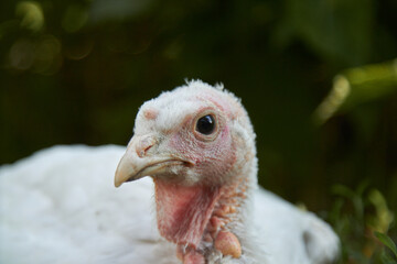 White domestic turkey close up