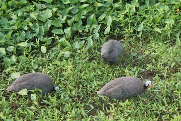 Helmeted Guineafowl birds perched in a lush grassy area at Bellanwila Park in Sri Lanka