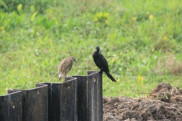 Pond heron and a little cormorant in Bellanwila Park, Sri Lanka