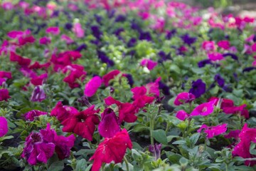 Vibrant Petunia flowers growing in the field
