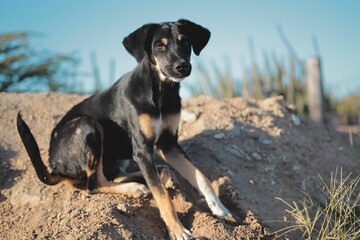 Black polish hound sitting in the sand at a beach