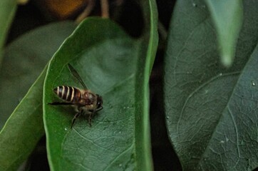 Close-up image of a small honey bee perched on a lush green leaf