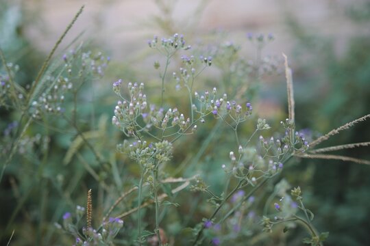 Closeup of a grassy field with a foreground of purple Kachim panicled blowing in the wind