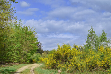 Beautiful view of the wood of Staneux