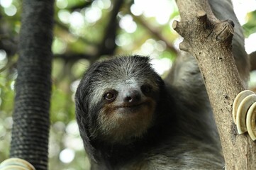 Adorable sloth hanging onto a tree branch in a natural outdoor setting © Wirestock