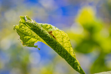 Close up of a green leaf