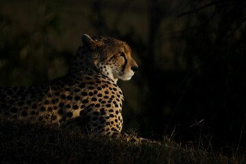 a cheetah is sitting in the shade under some trees