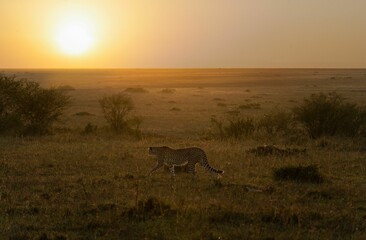 Cheetah walking in the grassy plain at sunset, its muscular form silhouetted against the golden sky