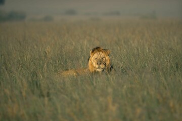 Golden lion lying in its natural habitat on green lush meadow on a sunny day
