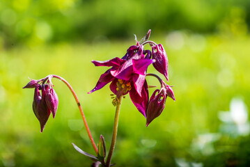 aquilegia vulgaris is a species of columbine native to Europe with common names that include:...