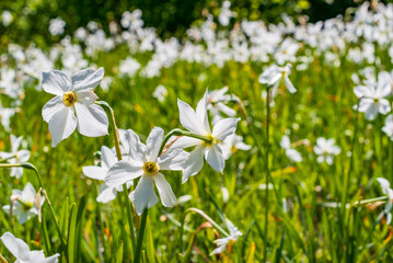 daffodil (Narcissus poeticus subsp. radiiflorus) on a meadow in the austrian national park kalkalpen near molln, upper austria